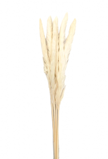 PAMPAS ΦΥΣΙΚΑ ΣΕΤ 6 ΤΕΜ